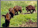 Bisons in Bialowieza National Park